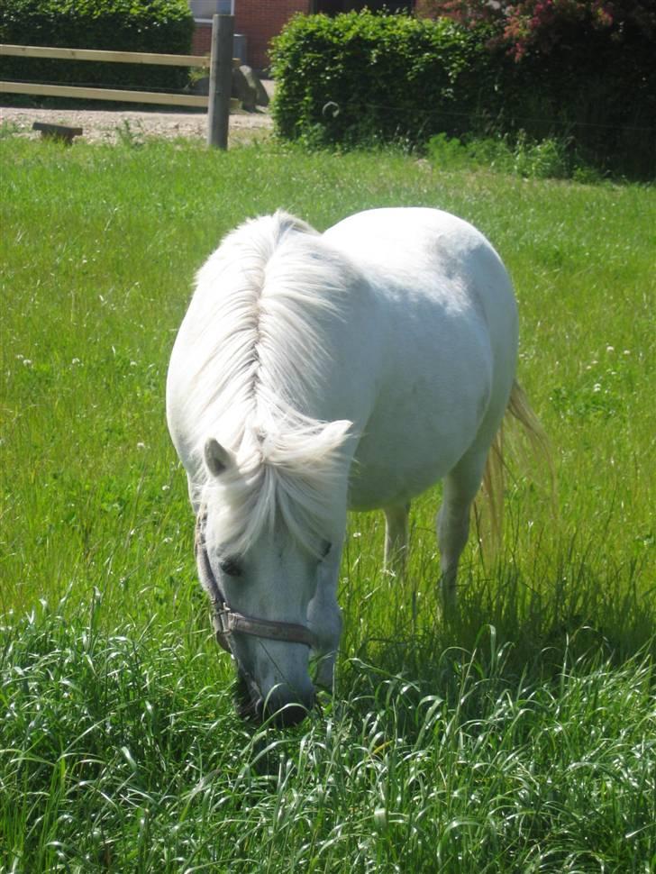 Lucky - Lucky Royal 31. maj 2009 billede 11