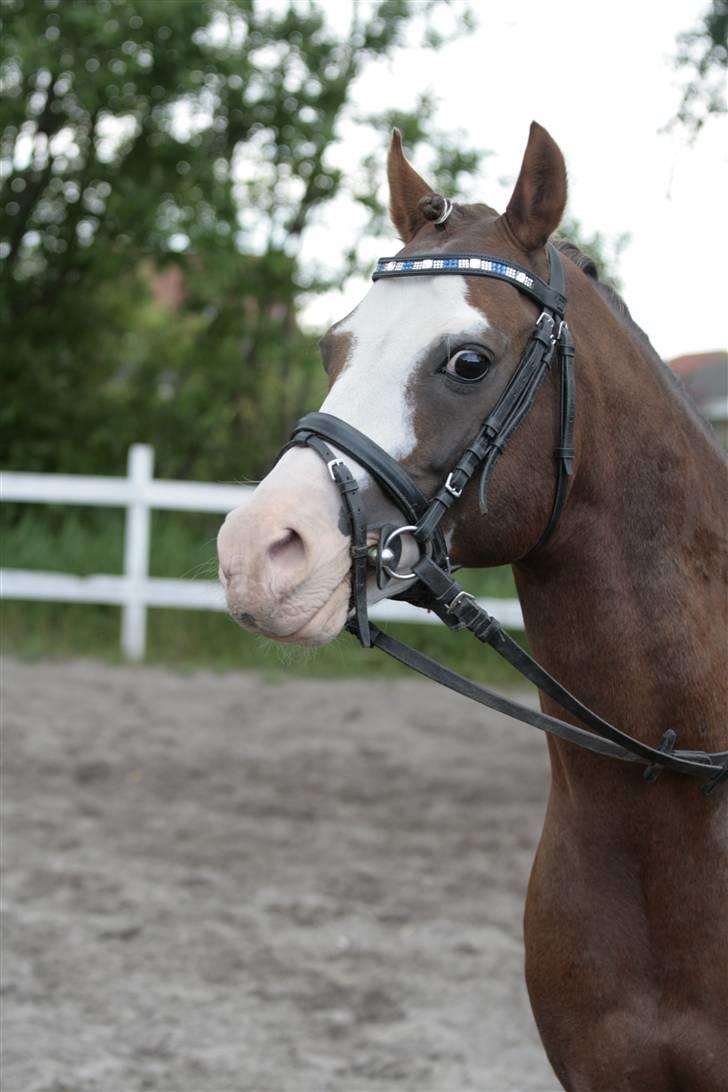 Fotosession - Jappeloup billede 9