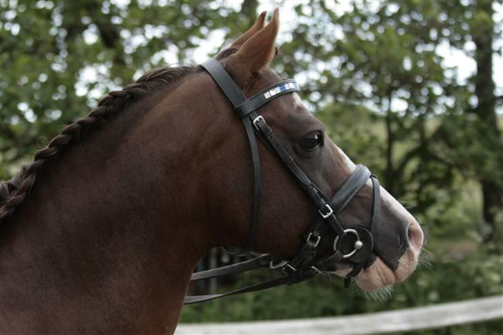 Fotosession - Jappeloup billede 10