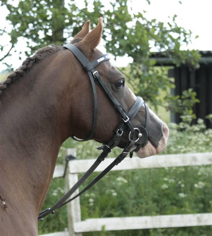 Fotosession - Jappeloup billede 11