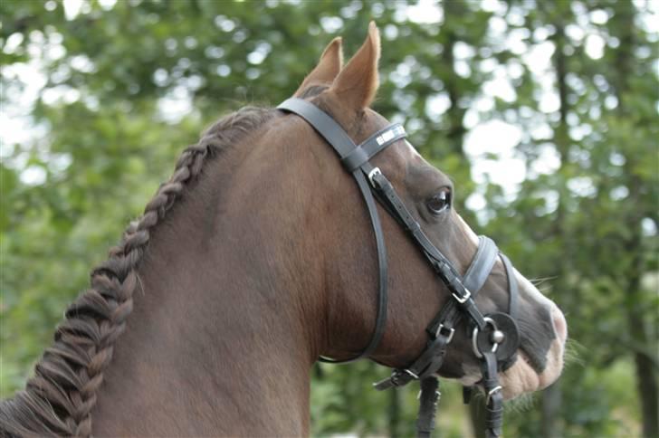 Fotosession - Jappeloup billede 12