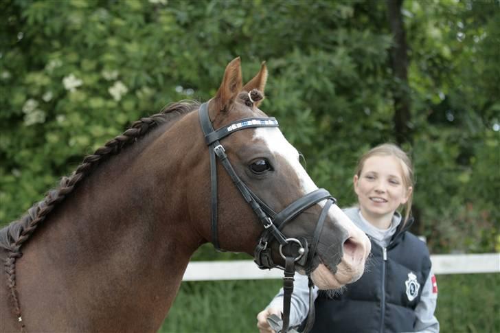 Fotosession - Jappeloup billede 13