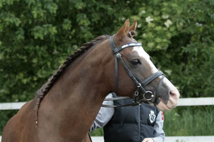 Fotosession - Jappeloup billede 14