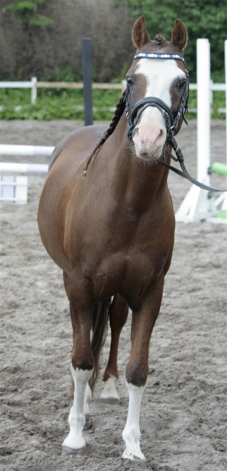 Fotosession - Jappeloup billede 15