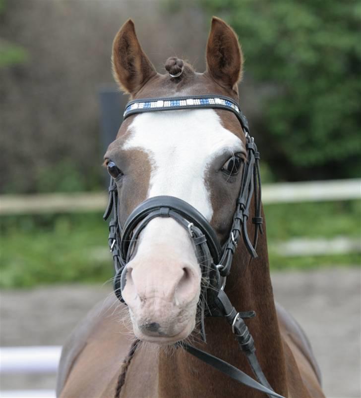 Fotosession - Jappeloup billede 16