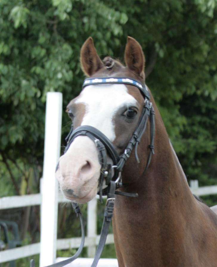 Fotosession - Jappeloup billede 17