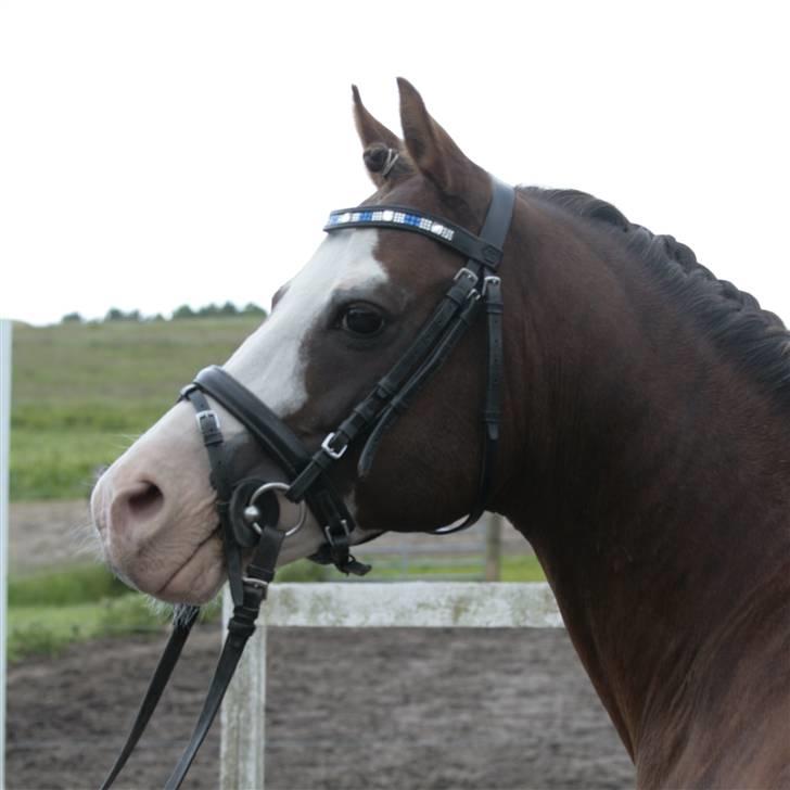 Fotosession - Jappeloup billede 18