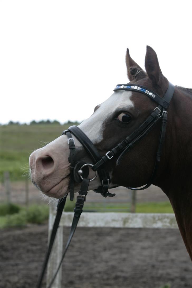 Fotosession - Jappeloup billede 19