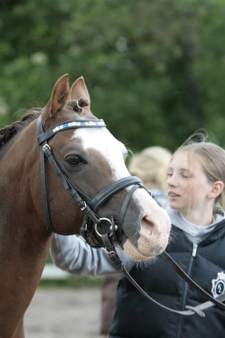 Fotosession - Jappeloup billede 20
