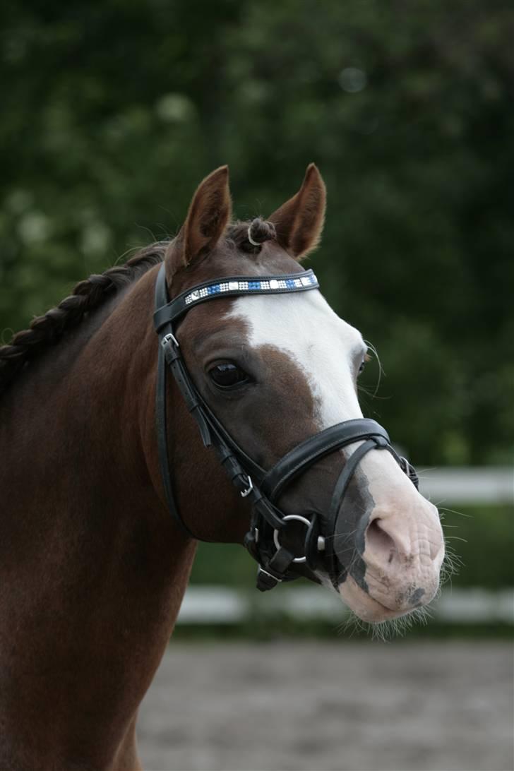 Fotosession - Jappeloup billede 1