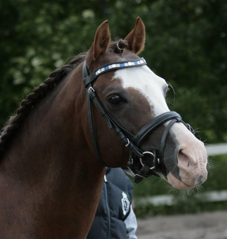 Fotosession - Jappeloup billede 2