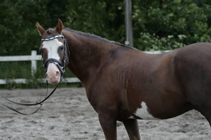 Fotosession - Jappeloup billede 22