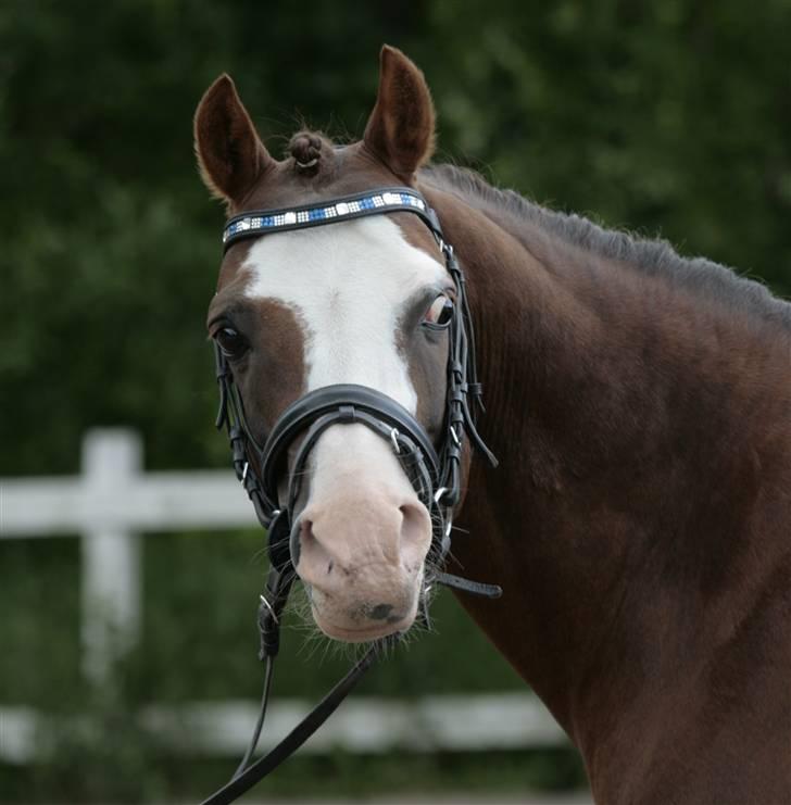 Fotosession - Jappeloup billede 23