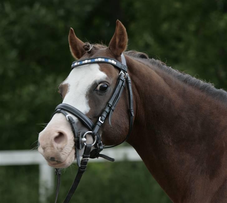 Fotosession - Jappeloup billede 24