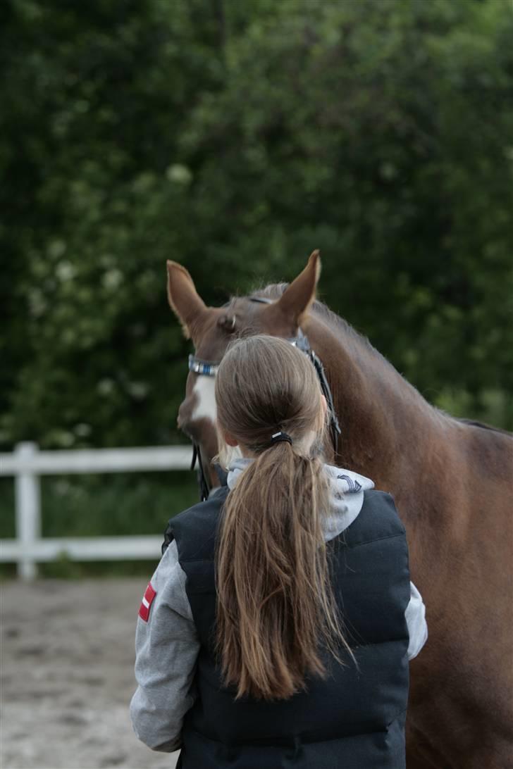 Fotosession - Jappeloup billede 25