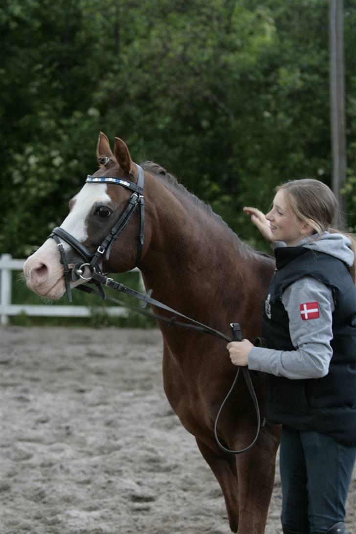 Fotosession - Jappeloup billede 26