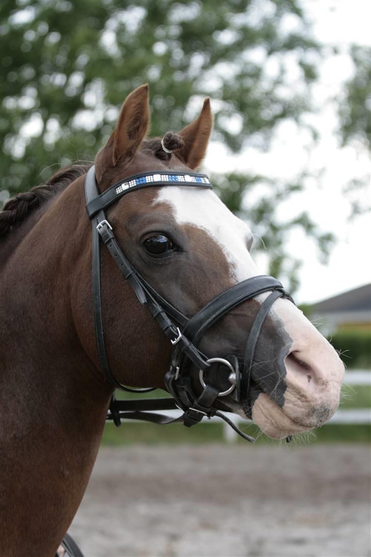 Fotosession - Jappeloup billede 27