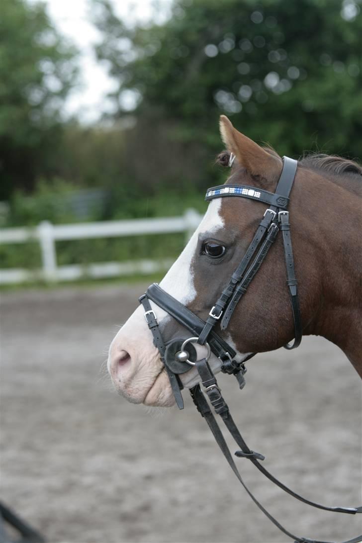 Fotosession - Jappeloup billede 28