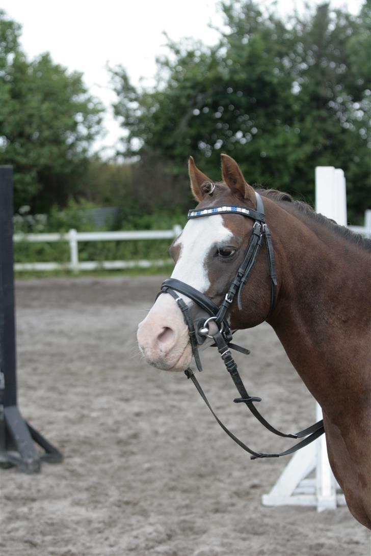 Fotosession - Jappeloup billede 29