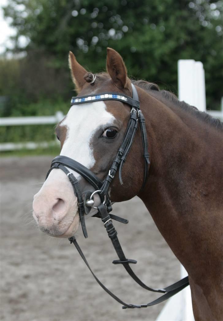 Fotosession - Jappeloup billede 30