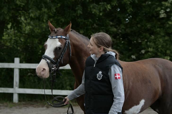 Fotosession - Jappeloup billede 31