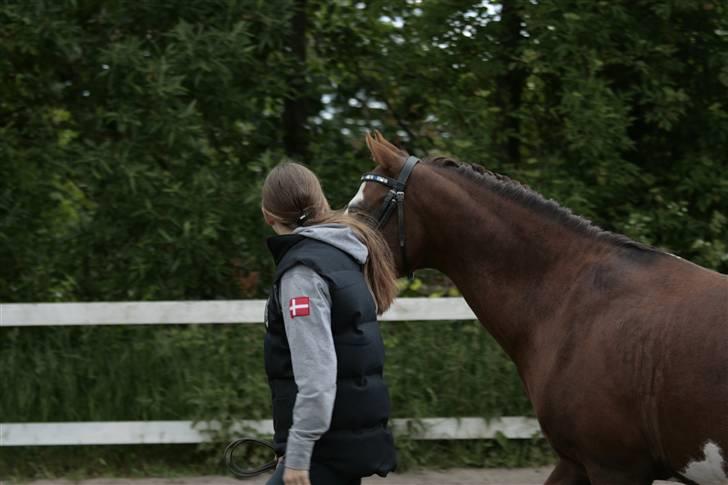 Fotosession - Jappeloup billede 32