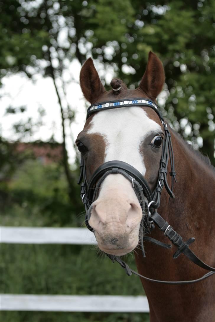 Fotosession - Jappeloup billede 33