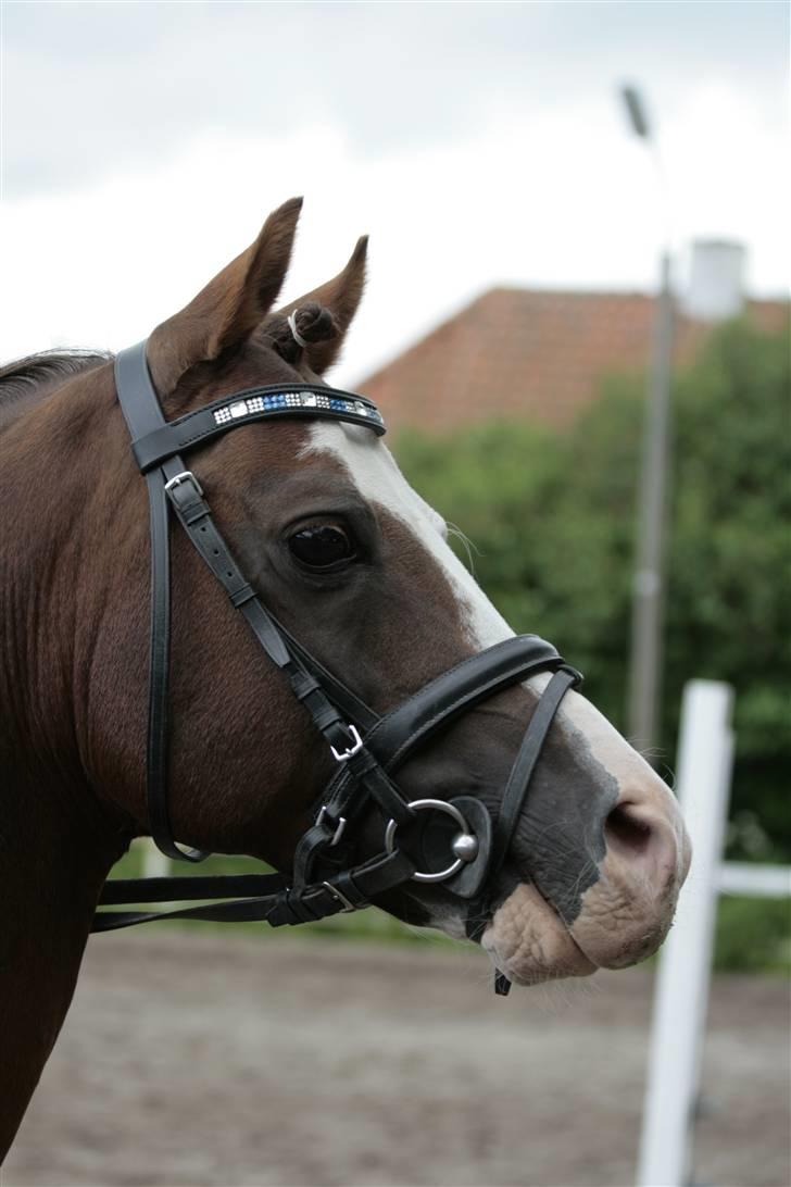 Fotosession - Jappeloup billede 34