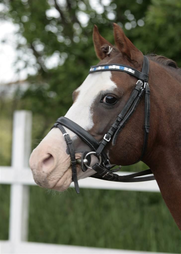 Fotosession - Jappeloup billede 3