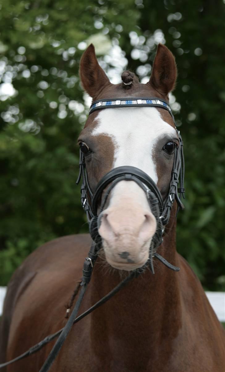 Fotosession - Jappeloup billede 4