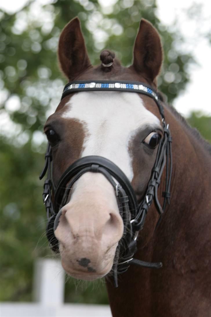 Fotosession - Jappeloup billede 5