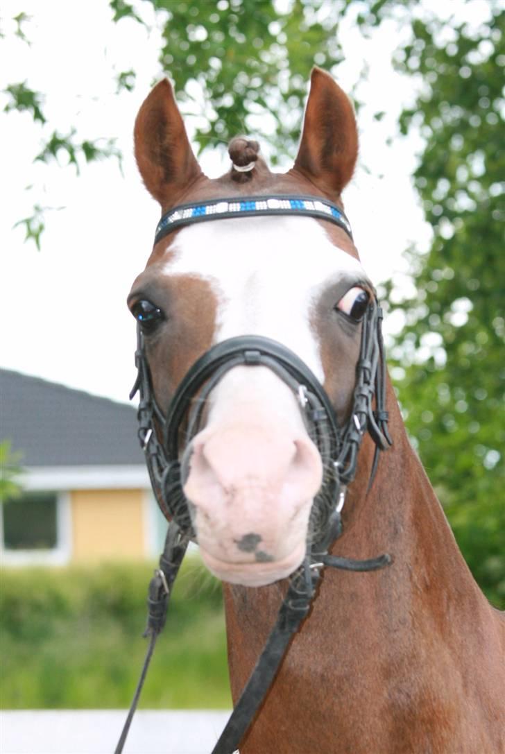 Fotosession - Jappeloup billede 6