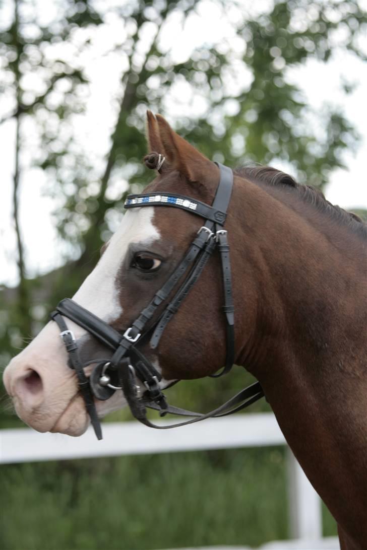 Fotosession - Jappeloup billede 7