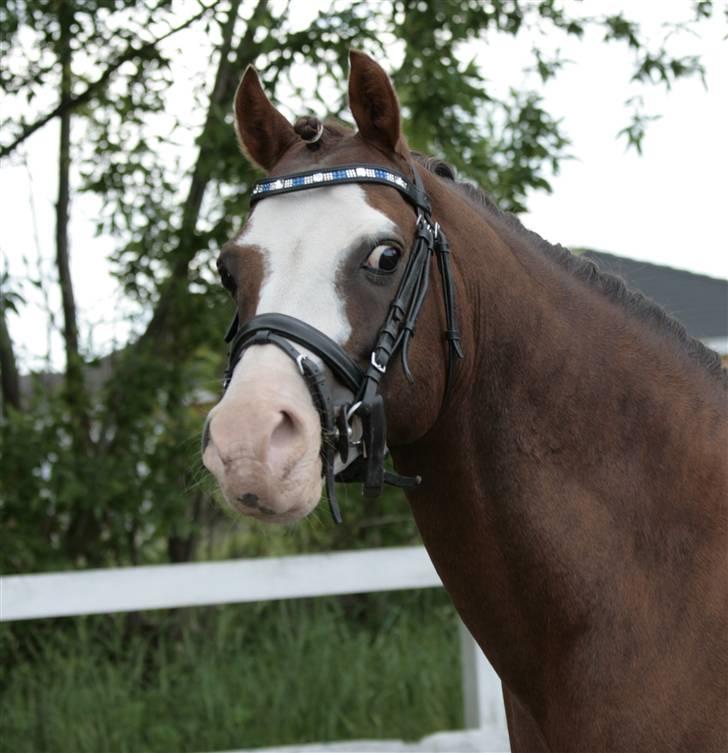 Fotosession - Jappeloup billede 8