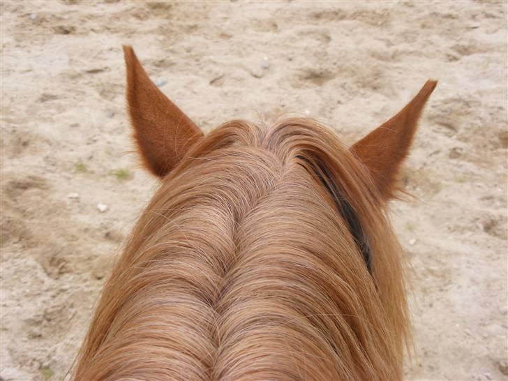 Mine meget underlige billeder, når min hest sover xD Foldbilleder af Moonie  billede 1