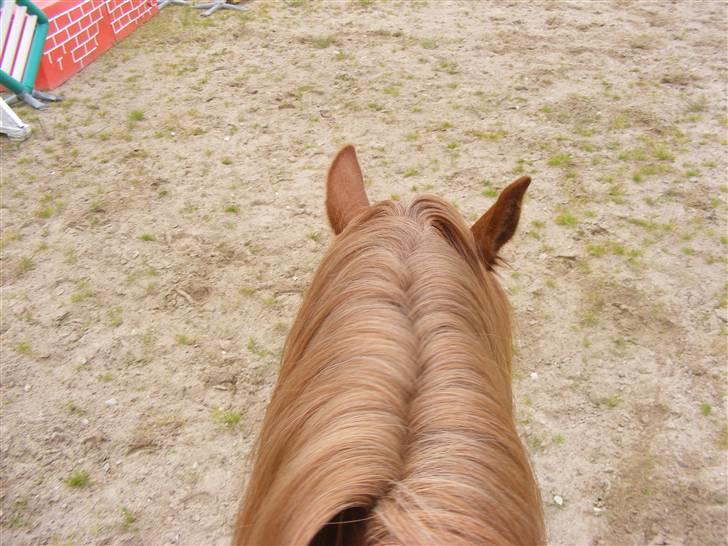 Mine meget underlige billeder, når min hest sover xD Foldbilleder af Moonie  billede 2