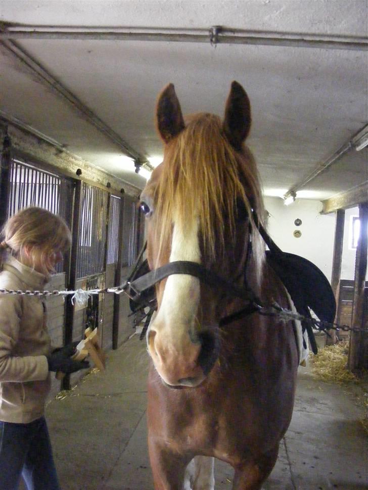 Mine meget underlige billeder, når min hest sover xD Foldbilleder af Moonie  billede 4