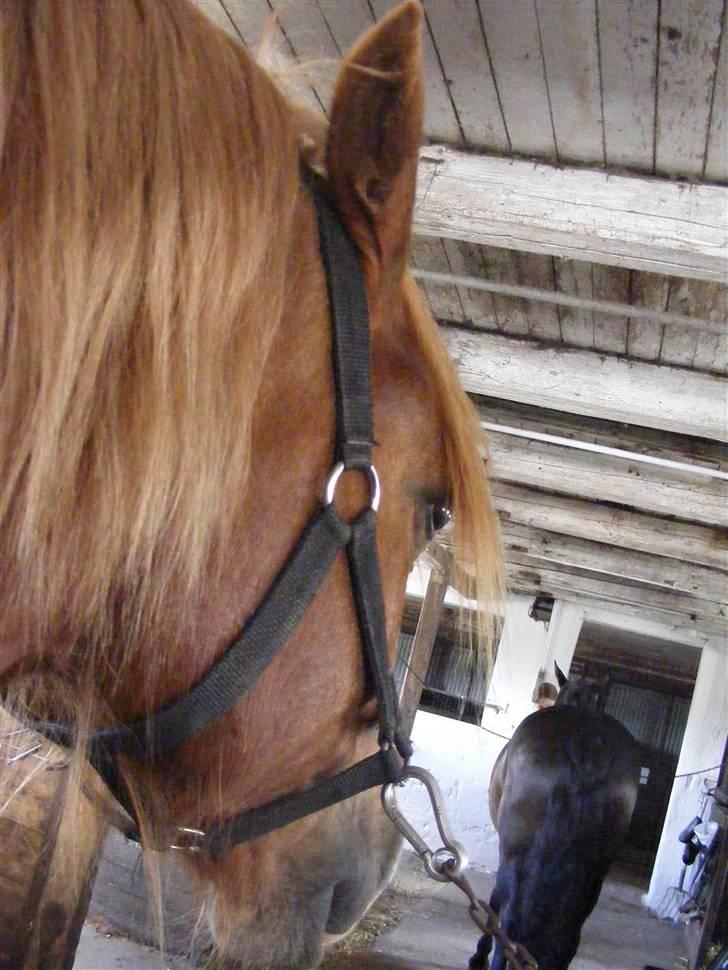 Mine meget underlige billeder, når min hest sover xD Foldbilleder af Moonie  billede 5