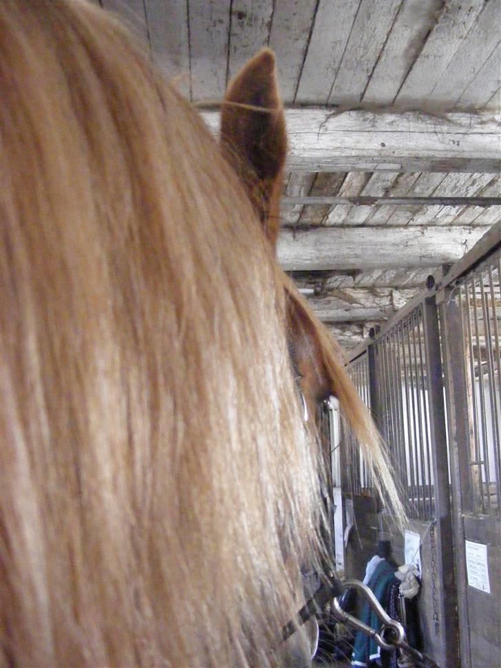 Mine meget underlige billeder, når min hest sover xD Foldbilleder af Moonie  billede 6