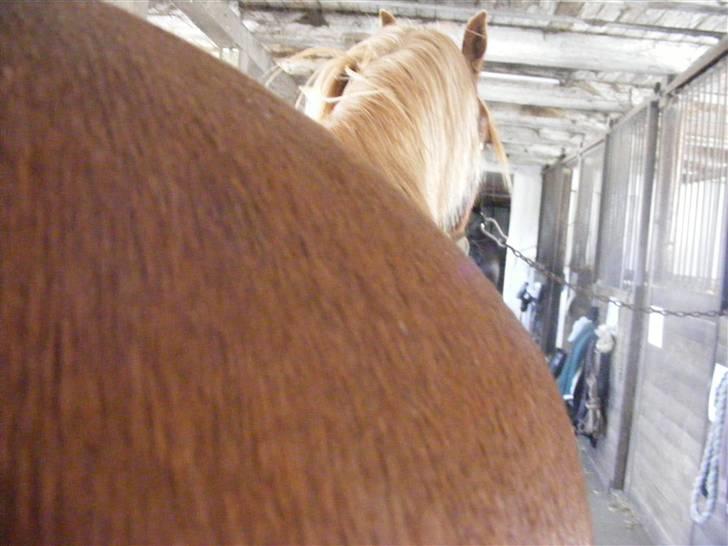 Mine meget underlige billeder, når min hest sover xD Foldbilleder af Moonie  billede 7