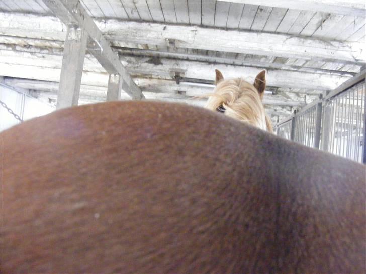 Mine meget underlige billeder, når min hest sover xD Foldbilleder af Moonie  billede 8