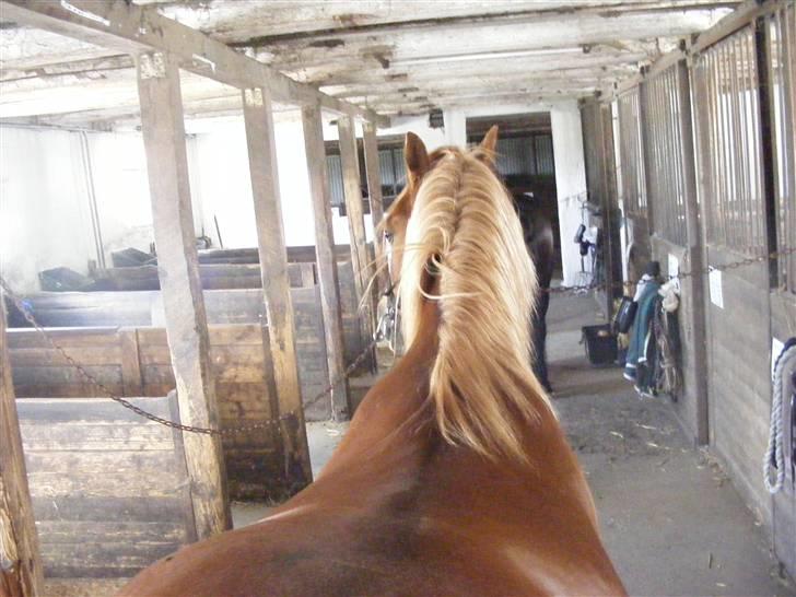 Mine meget underlige billeder, når min hest sover xD Foldbilleder af Moonie  billede 9