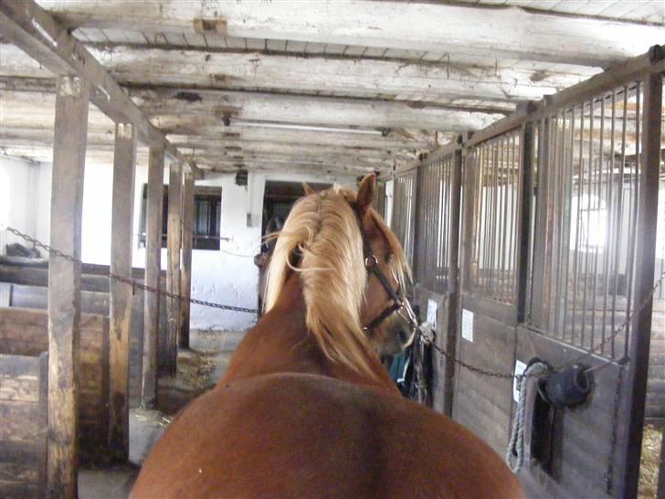 Mine meget underlige billeder, når min hest sover xD Foldbilleder af Moonie  billede 10