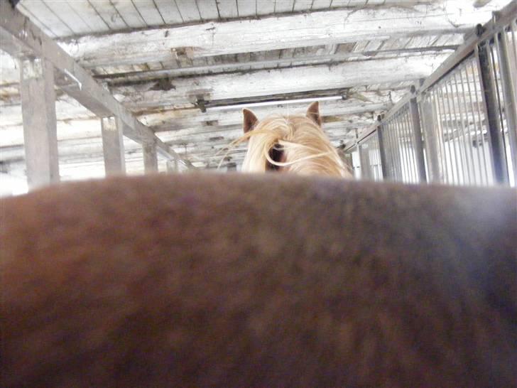 Mine meget underlige billeder, når min hest sover xD Foldbilleder af Moonie  billede 11