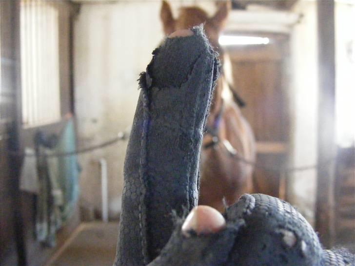 Mine meget underlige billeder, når min hest sover xD Foldbilleder af Moonie  billede 12