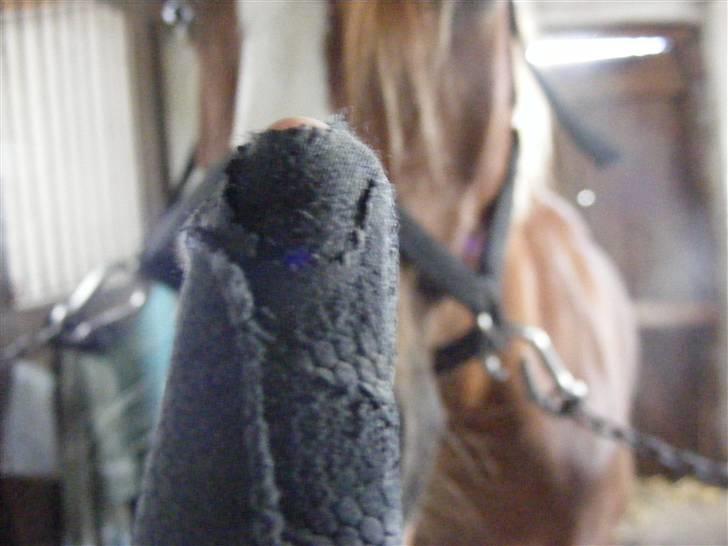 Mine meget underlige billeder, når min hest sover xD Foldbilleder af Moonie  billede 13