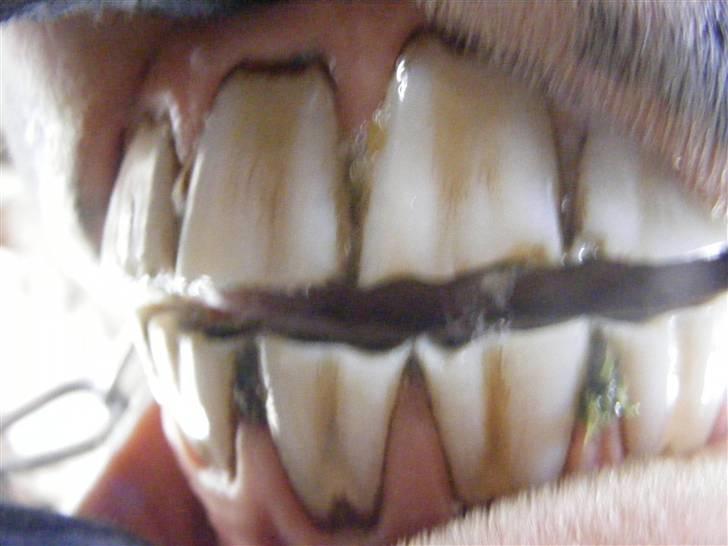 Mine meget underlige billeder, når min hest sover xD Foldbilleder af Moonie  billede 15