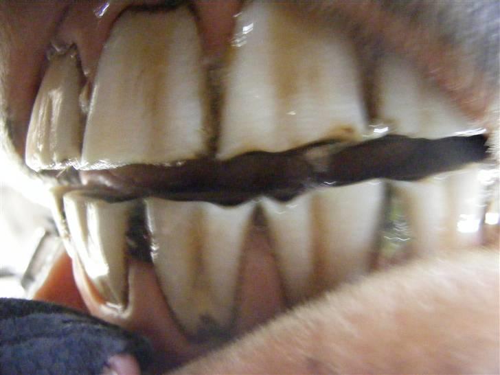 Mine meget underlige billeder, når min hest sover xD Foldbilleder af Moonie  billede 16