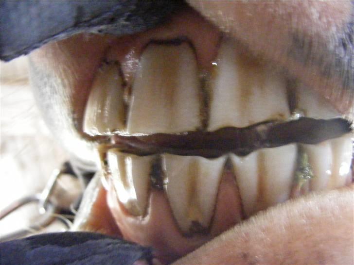 Mine meget underlige billeder, når min hest sover xD Foldbilleder af Moonie  billede 17