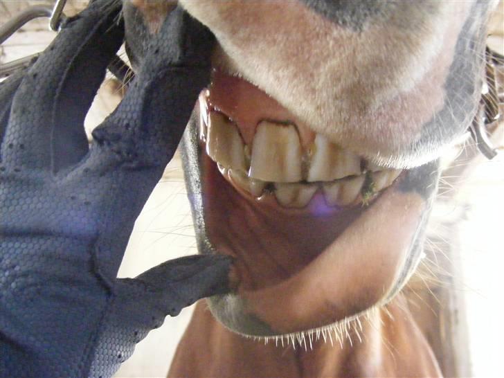 Mine meget underlige billeder, når min hest sover xD Foldbilleder af Moonie  billede 18